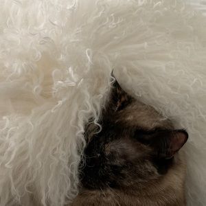 Meet your Posher, Robin